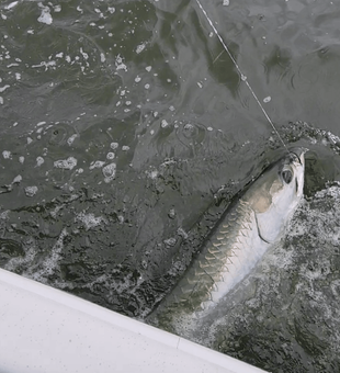 Inshore Tarpon Fishing In Florida